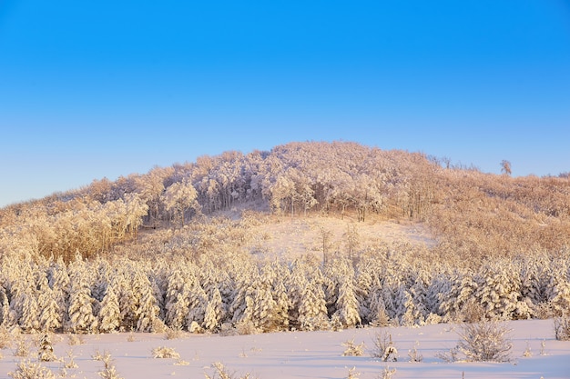 Arbres Dans La Neige En Hiver Sur Fond De Ciel Bleu Au Coucher Du Soleil