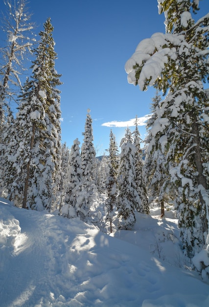 Arbres dans la neige lors d'une journée d'hiver ensoleillée, forêt d'hiver dans le parc Manning, en Colombie-Britannique