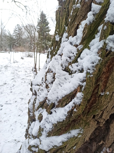 Arbres dans la neige. Parc d'hiver.