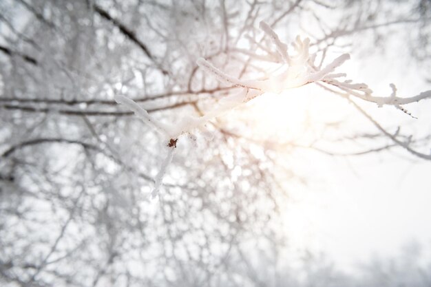 Arbres dans la neige. Paysage d'hiver. Petite profondeur de netteté