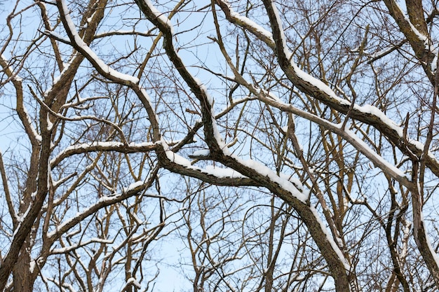 arbres dans la neige