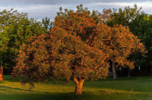 Photo des arbres dans le parc en automne