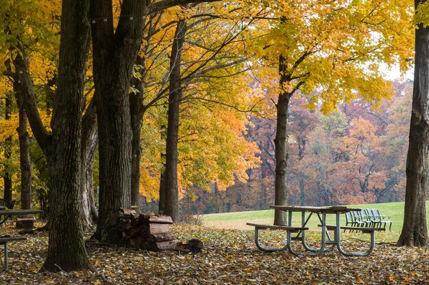 Des arbres dans le parc en automne