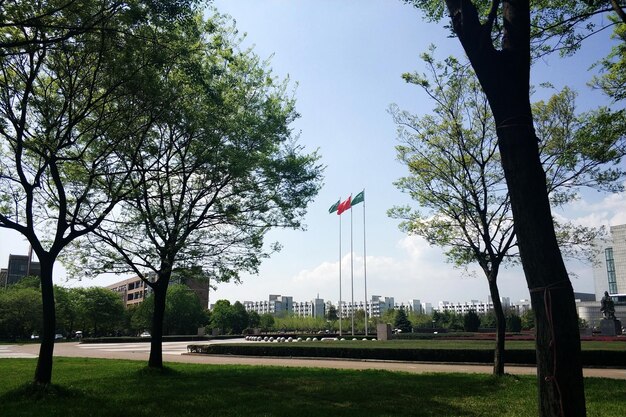 Photo des arbres dans le parc contre le ciel en ville