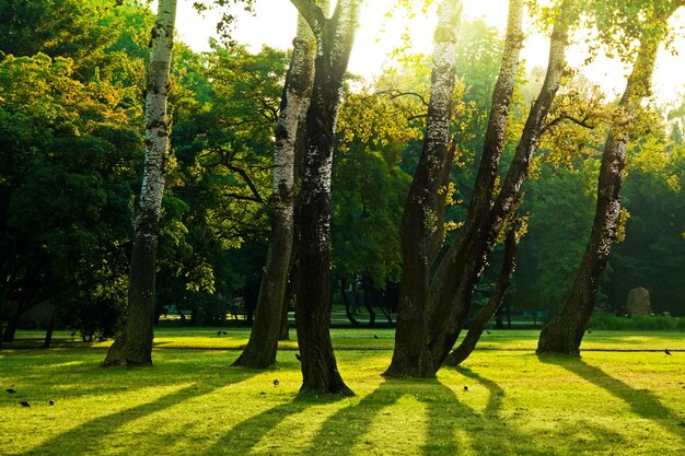 Arbres dans un parc verdoyant