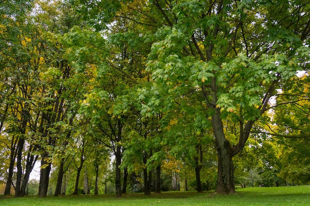 Arbres dans le parc de la ville d'automne