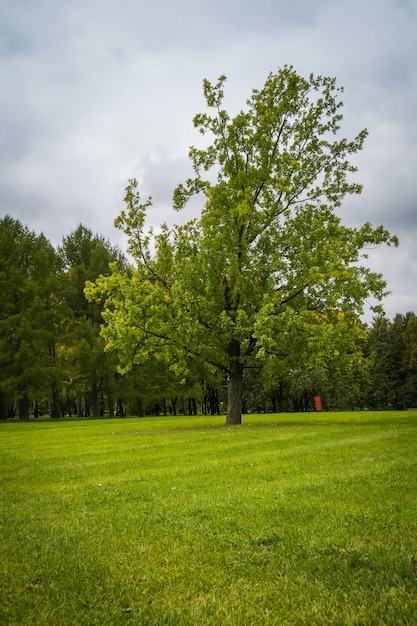 Arbres dans le parc de la ville d'automne