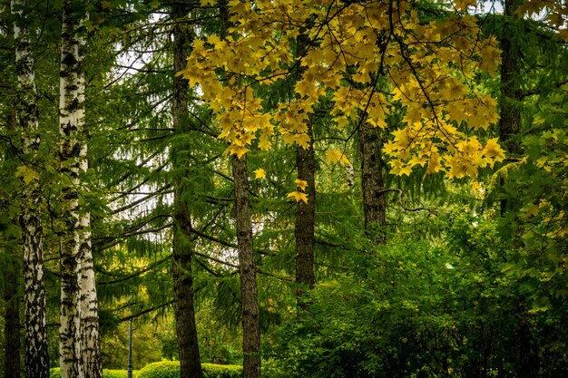 Arbres dans le parc de la ville d'automne