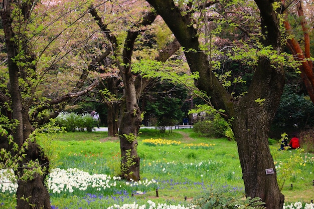 Photo des arbres dans le parc