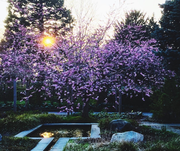 Photo des arbres dans le parc