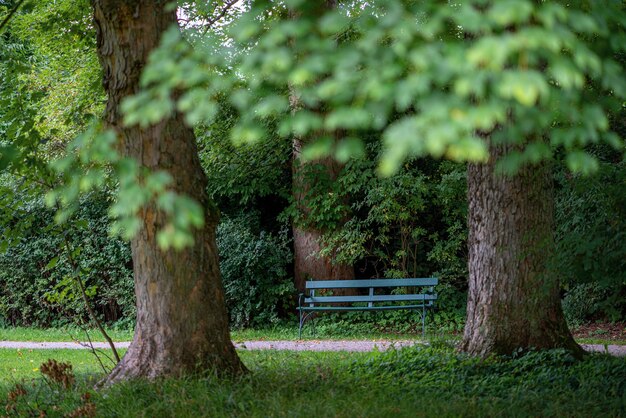 Photo des arbres dans le parc