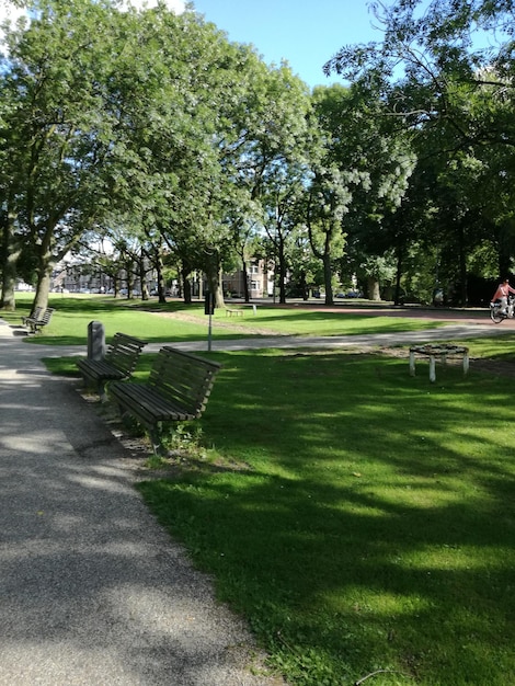 Des arbres dans le parc