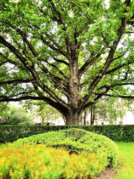 Photo des arbres dans le parc