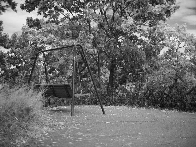 Photo des arbres dans le parc