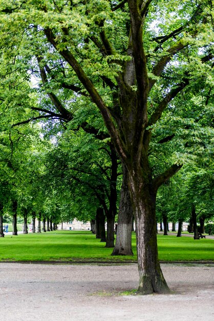 Photo des arbres dans le parc