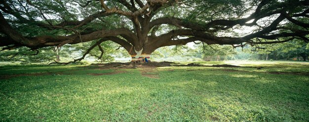 Photo des arbres dans le parc