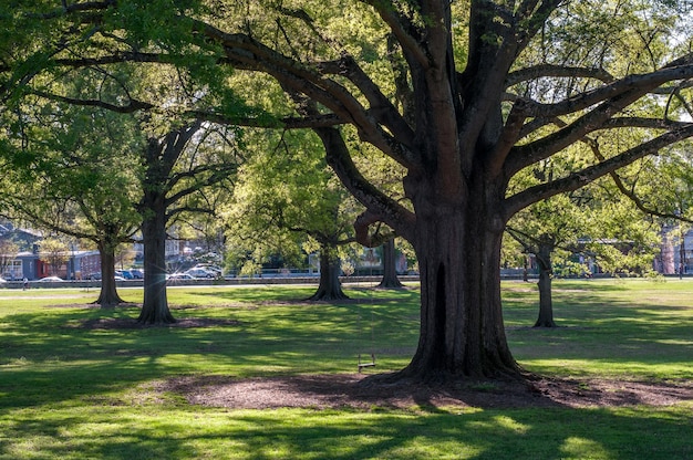 Photo des arbres dans le parc