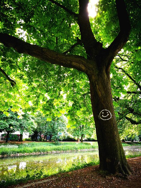 Photo des arbres dans le parc