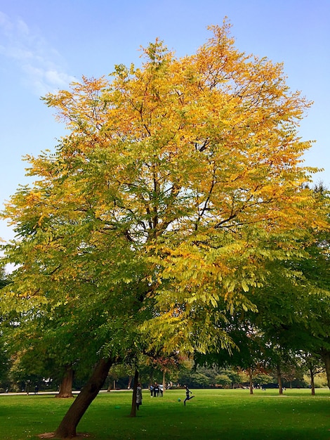 Des arbres dans le parc