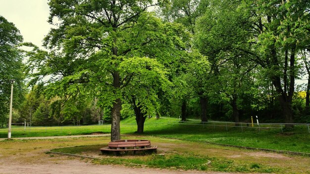 Photo des arbres dans le parc