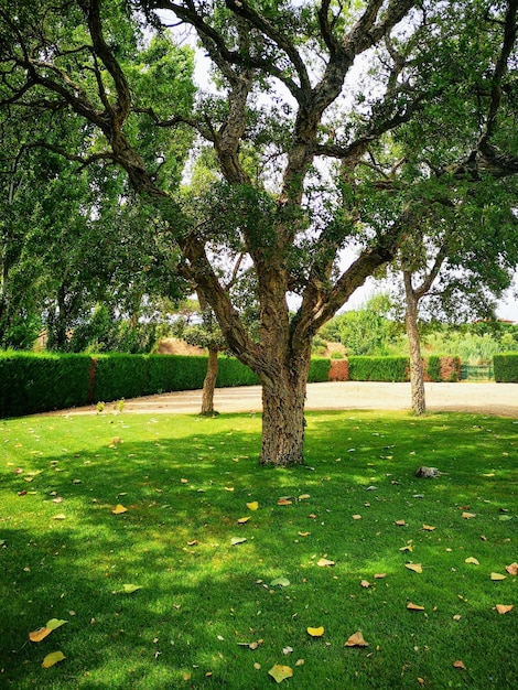 Photo des arbres dans le parc