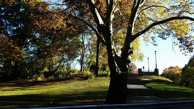 Photo des arbres dans le parc