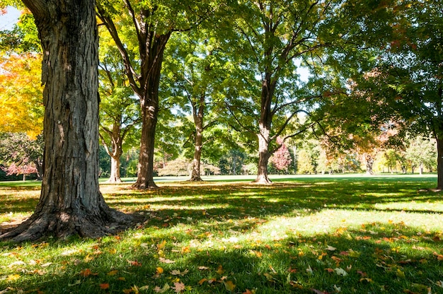 Des arbres dans le parc