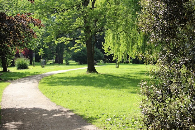 Photo des arbres dans le parc