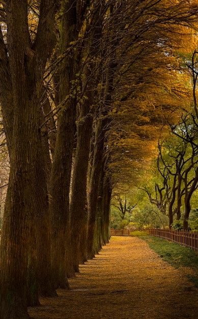 Des arbres dans le parc