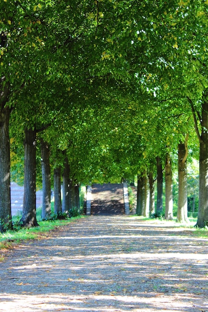 Photo des arbres dans le parc