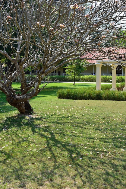 Photo des arbres dans le parc