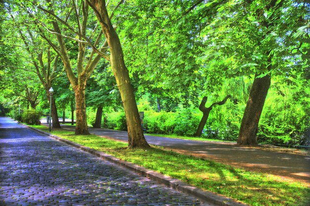 Des arbres dans le parc