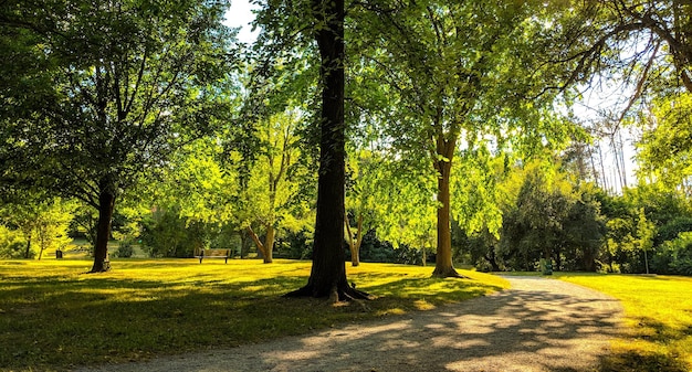 Des arbres dans le parc