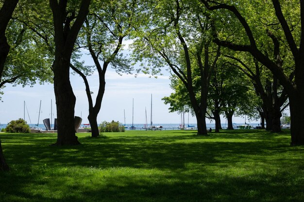 Photo des arbres dans le parc