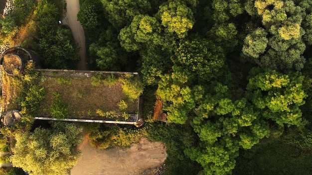 Des arbres dans le parc