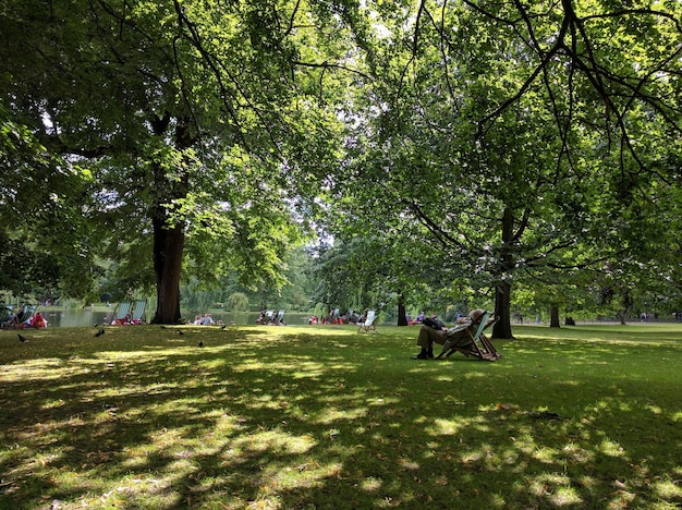 Photo des arbres dans le parc