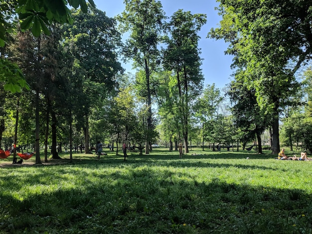 Photo des arbres dans le parc