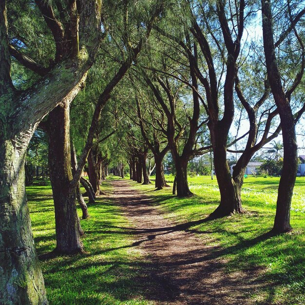 Photo des arbres dans le parc