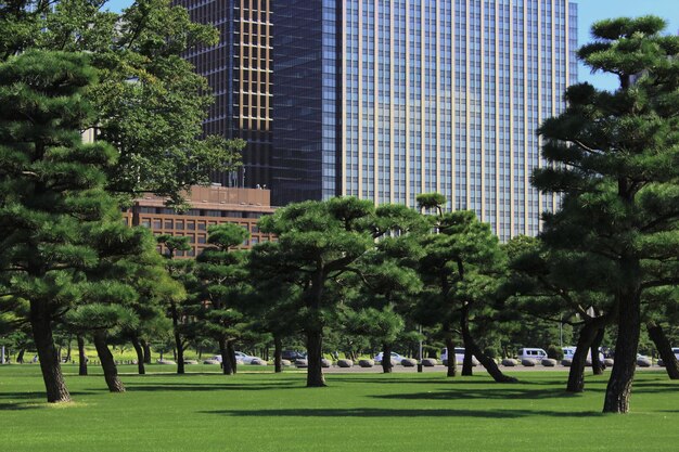 Des arbres dans le parc