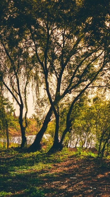 Photo des arbres dans le parc