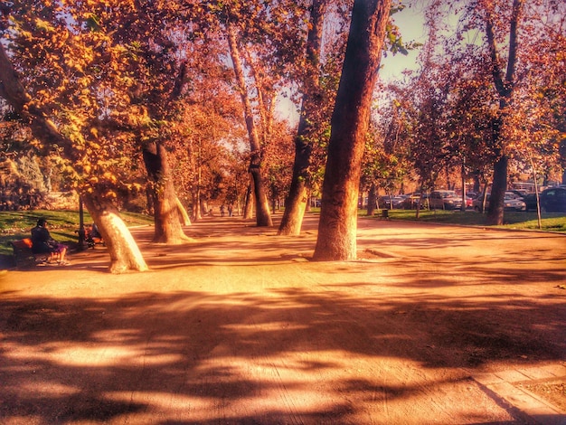 Des arbres dans le parc