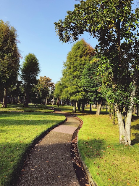 Photo des arbres dans le parc