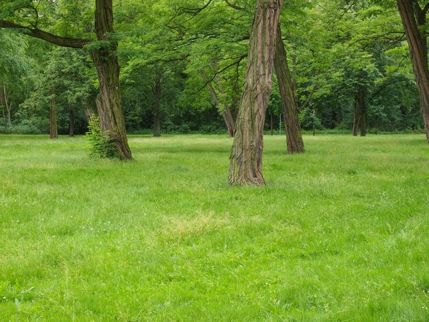 Arbres dans un parc