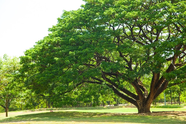 Arbres dans le parc.