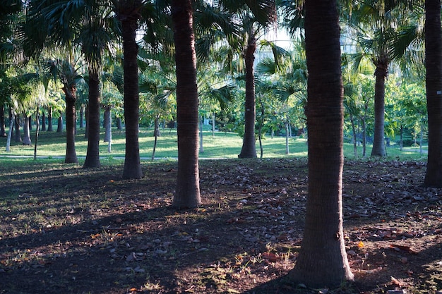 Photo arbres dans le parc