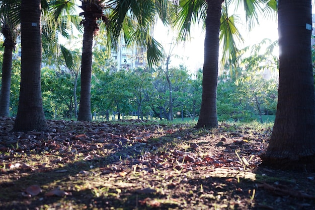 Arbres dans le parc