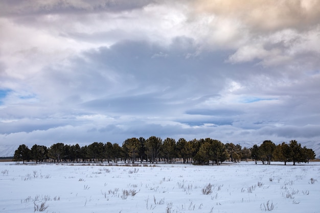 arbres dans un paysage enneigé au coucher du soleil