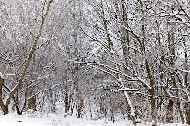 arbres dans le paysage d & # 39; hiver