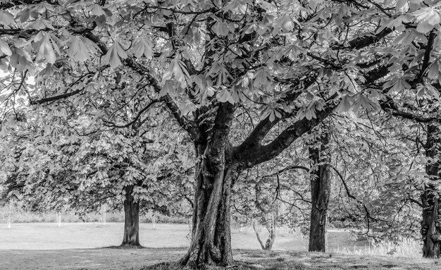 Les arbres dans le paysage