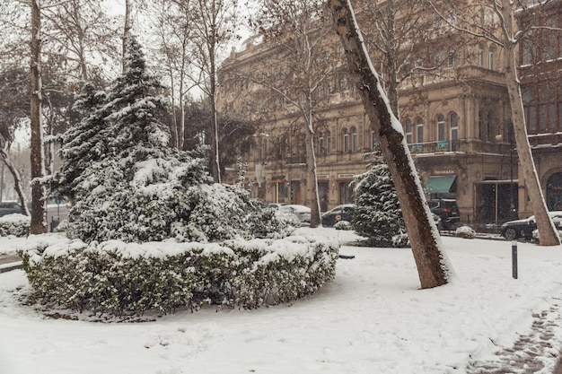 Arbres dans les paysages d'hiver de neige